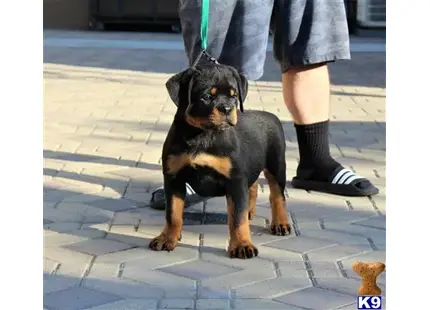 Top of The Line AKC German Rottweiler Puppies available Rottweiler puppy located in SUN VALLEY